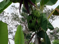 Plantain