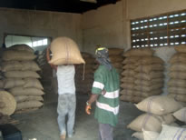 Worker carrying cocoa