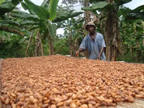 Farmer drying cocoa