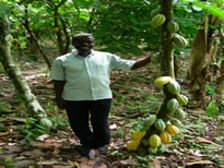 Cocoa Pods on Tree